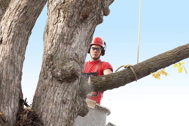 Best Hedge Trimming  in Topeka, KS